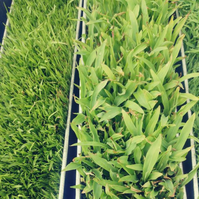Fodder feed group