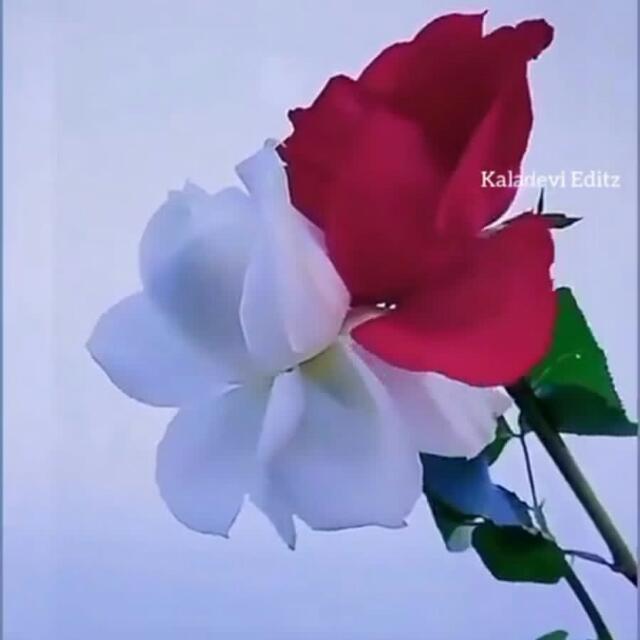 Durgesh Kumar ??