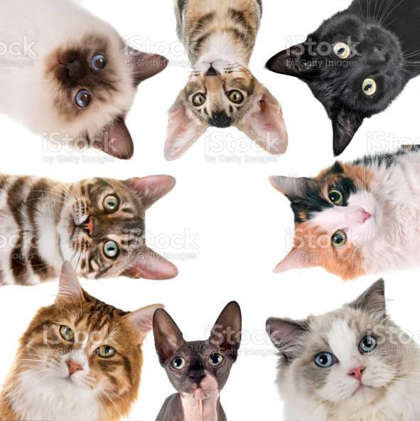 Bengaluru CAT Breeder's