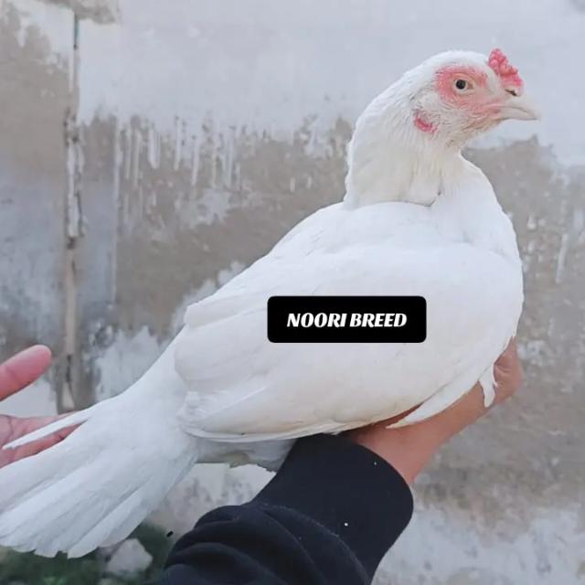 Supreme Aseel