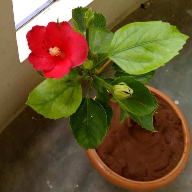 S J ORGANICS Whatsapp group
