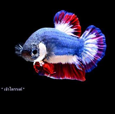 sembang² ikan laga?