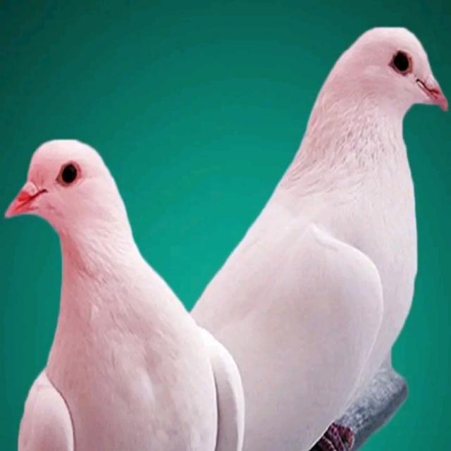 ? मेरा प्यारा गांव... ?