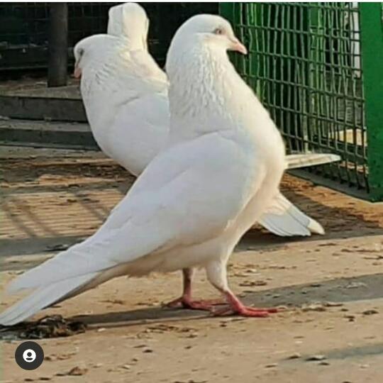 Kabuttar Bazigar pune❤️?️?