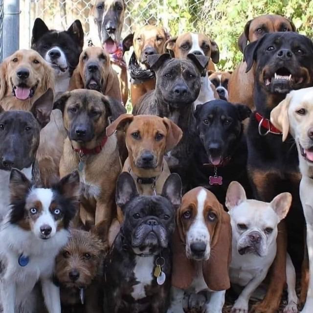 Dog Lovers & Breeders??