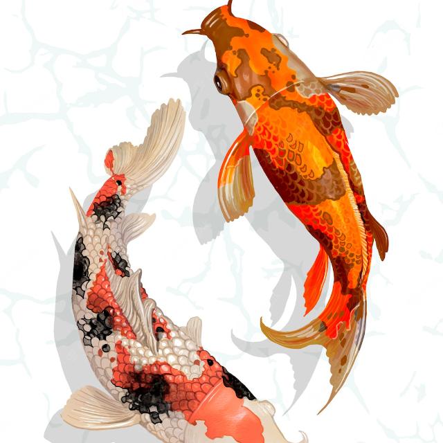 Koi fish Hub