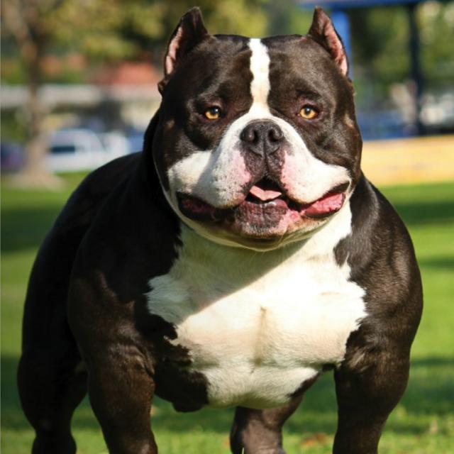 ?DOG SALLERS?