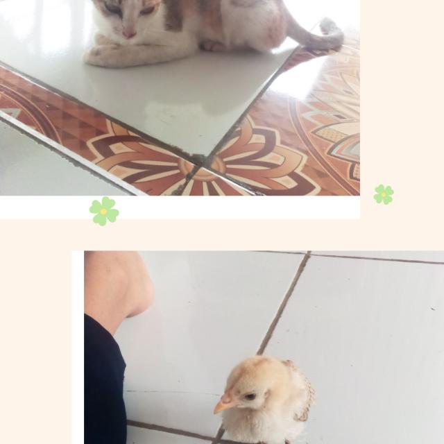 Hayam jeng ucing hendra??