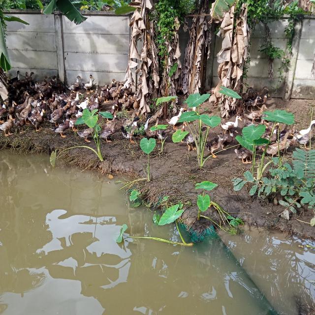 KL 05 kottayam duck farmi
