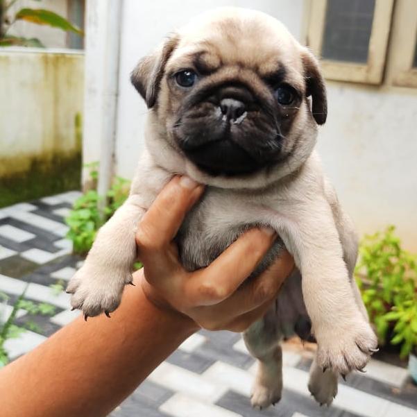 Dog sale