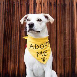 Dogs adoption home???