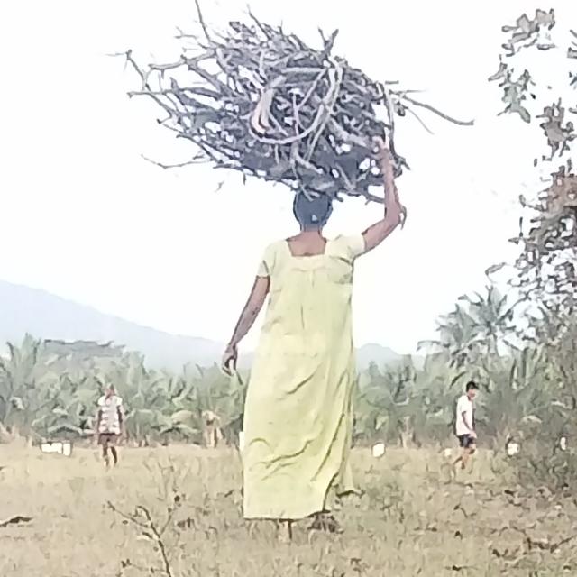 Mallus