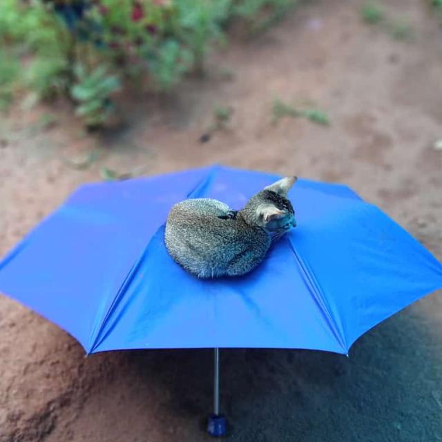 കൊച്ചു വാർത്തകൾ 