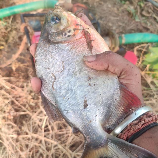 ?தமிழ்நாடு மீன் வளர்ப்பு?