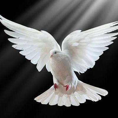 Tamilnadu pigeon lovers ?️(❤️GOOD LUCK PETS MADURAI❤️)
