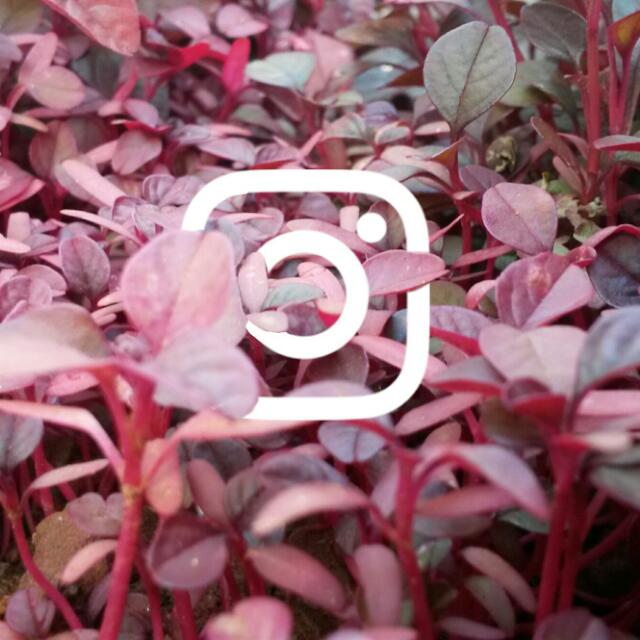 Instagram support ?