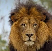 SL Lions?