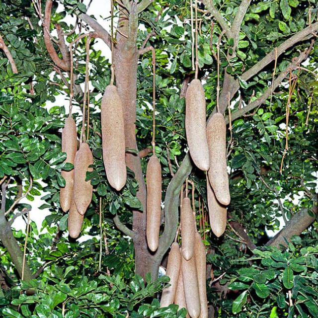 La vérité des plantes