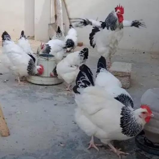 ??Farming ? Group ??