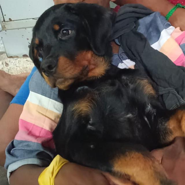 DOG FOR SALES ALL BREEDS ?