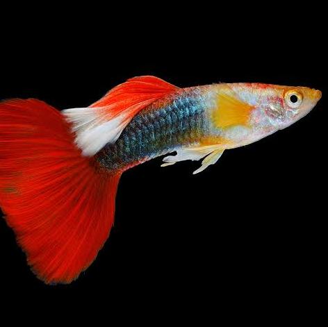 ? ALL INDIA FISH SALE ???