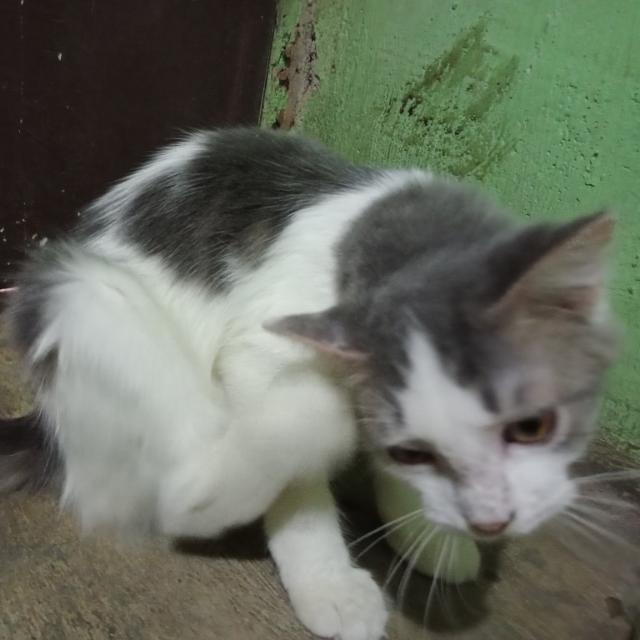GC STOK REALDILZBOY UTAMA?