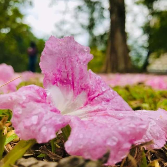 නිසදැස් 