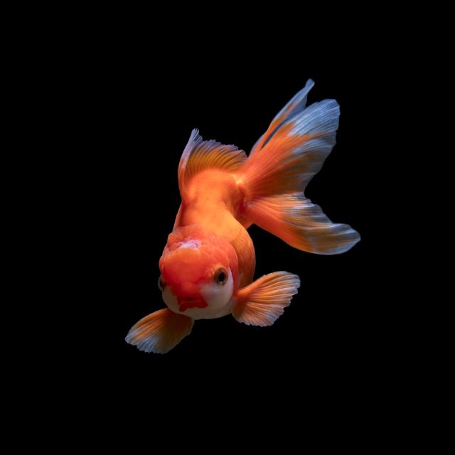 AQUARIUM FISH SALE??(ALL OVER INDIA)