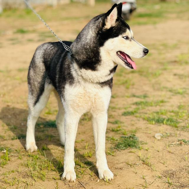 All Dogs Breeds avilable ???❤❤