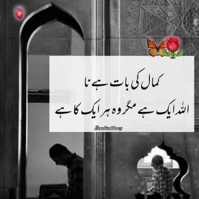 ✨?پویی ٹری Lovers !!⚡?✨