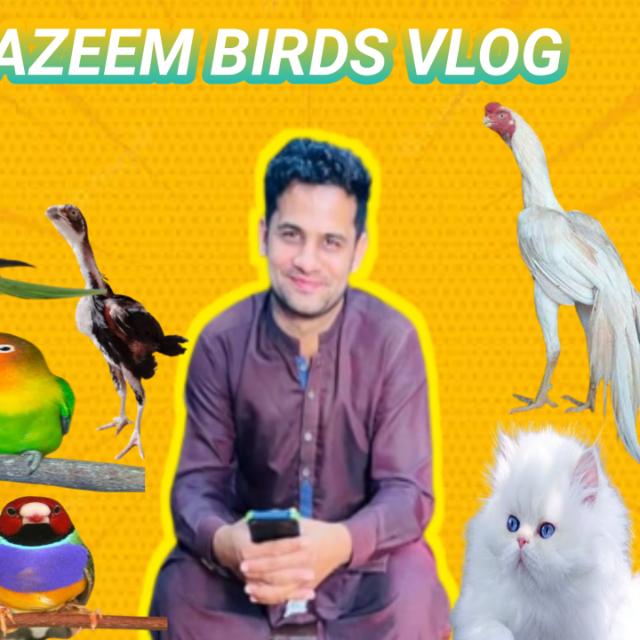 Azeem Aseel &  Birds Sale Point ??????
