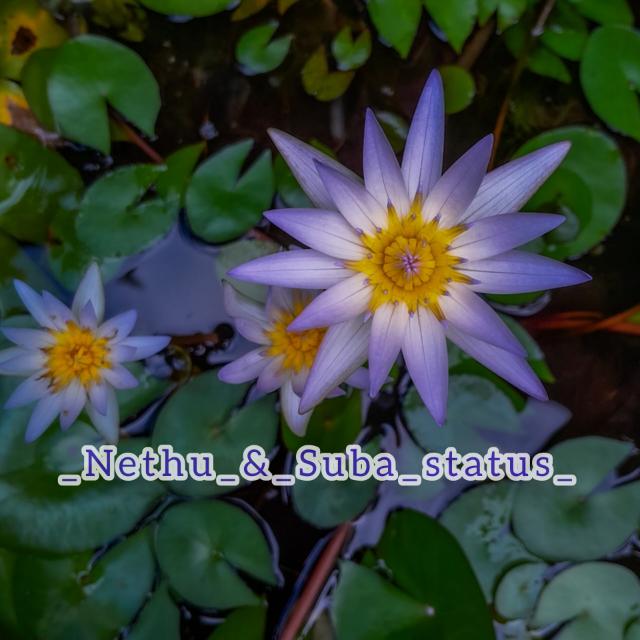 NETHU SUBASTATUS Whatsapp group