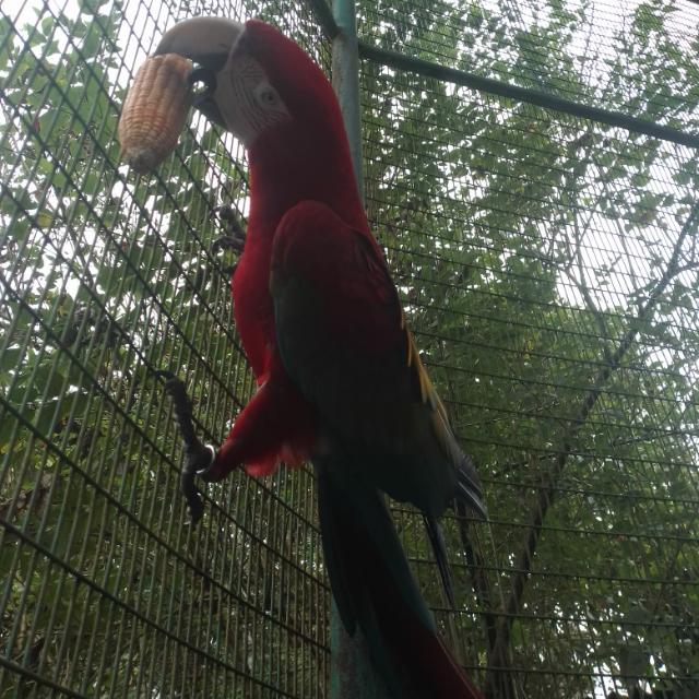 මං ග