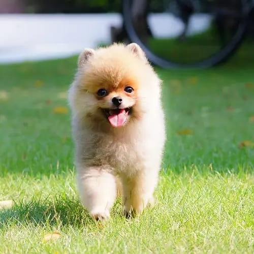 Teacup dog Lover 