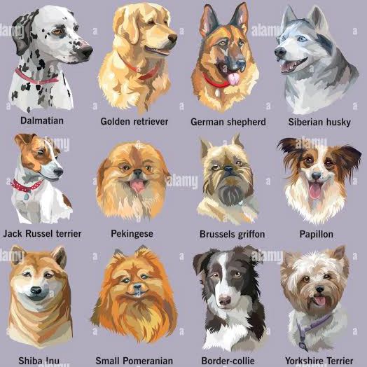 (ludhiana) sale and purchase all breeds dogs