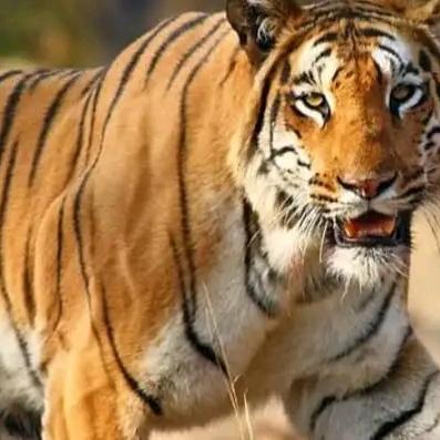 WORLD ANIMALS
