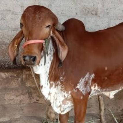 ?ગૌવ રક્ષણ?