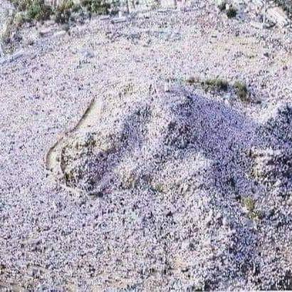 ✨امـّتِ مسـلِمہ کی بیٹیـاں✨
