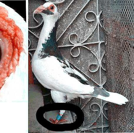 S d k pigeons group 