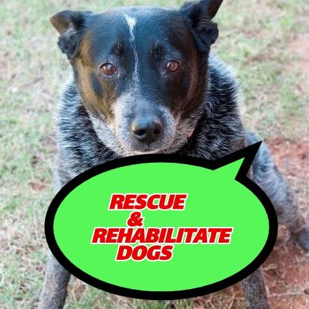 Doggy Rescue Rangers?‍????