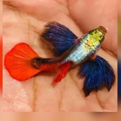 Million Aquatics