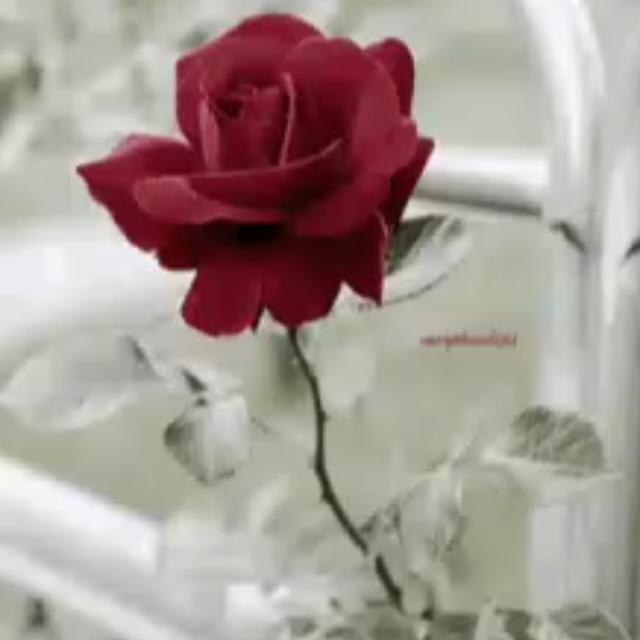 ??GIRL FRIEND???